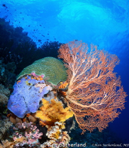 Colours of the reef
An unusual angle of a healthy reef i... by Ken Sutherland 